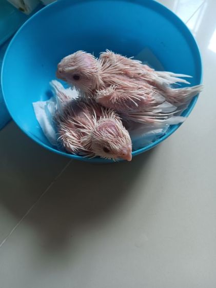 ลูกป้อนคอกคาเทล
