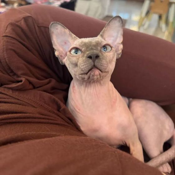 สฟิงซ์ (Sphynx) สฟิงซ์ เพศหญิง ทำหมันแล้ว ขี้อ้อน นิสัยดีมาก เหมาะสำหรับเลี้ยงเป็นเพื่อน