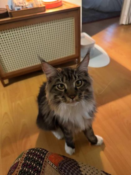 เมนคูน (Maine Coon) เมนคูนเพศหญิง พร้อมผสม มีใบเพ็ด CFA
