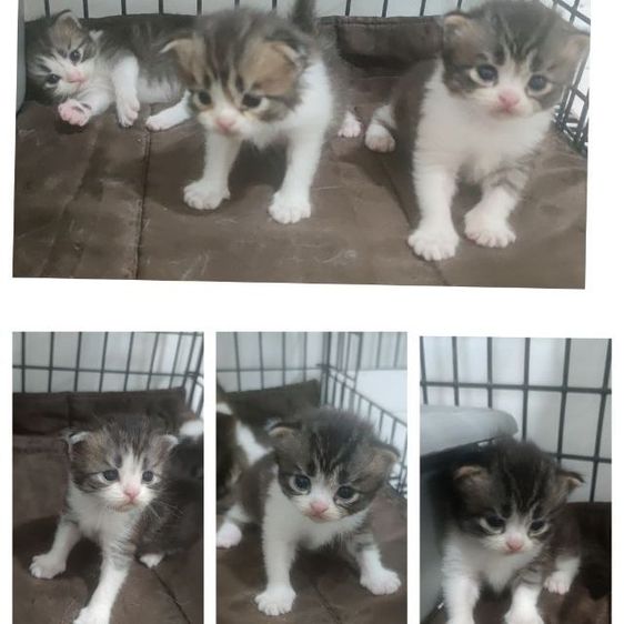 สก็อตติช โฟลด์ (Scottish Fold) เปิดจอง1000คะ 