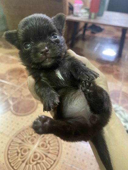 ชิวาวา (Chihuahua) เล็ก ชิวาว่า