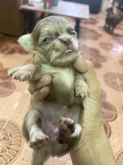 ชิวาวา (Chihuahua) เล็ก ชิวาว่า