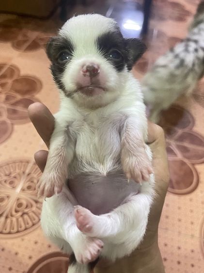 ชิวาวา (Chihuahua) เล็ก ชิวาว่า