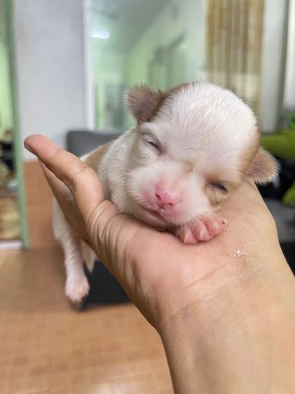 ชิวาวา (Chihuahua) เล็ก ชิวาว่า