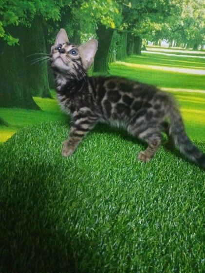 เบงกอล (Bengal House Cat) ลูกแมวเบงกลอและเบงกลอขาสั้นอายุ3เดื่อน