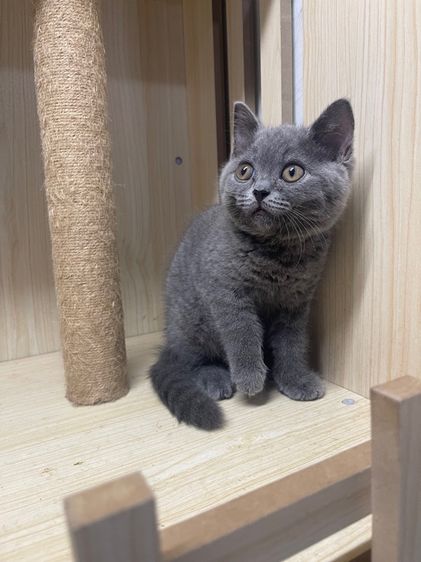 บริติช ชอร์ตแฮร์ (British Shorthair) หญิง บริติช