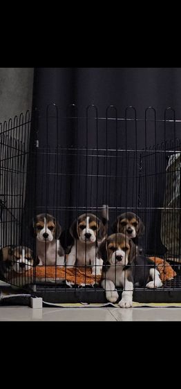 บีเกิล (Beagle) เล็ก ลูกสุนัขบีเกิ้ล 
