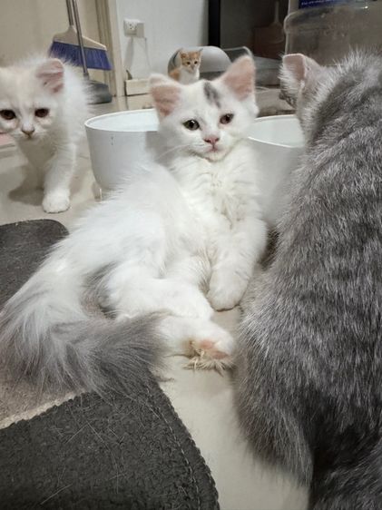 สก็อตติช โฟลด์ (Scottish Fold) ลูกแมวสกอตติสขนยาว