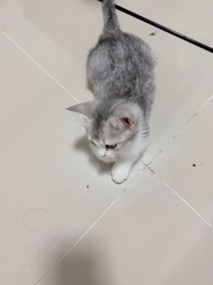 ลูกแมวสกอตติส รูปที่ 13