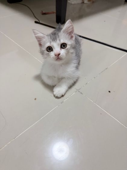 ลูกแมวสกอตติส รูปที่ 11