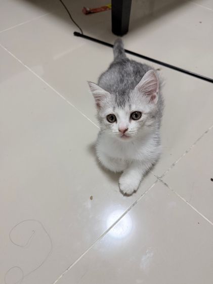 ลูกแมวสกอตติส รูปที่ 12