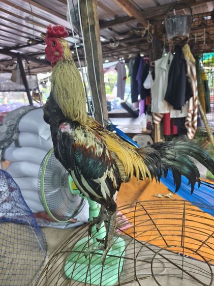 ไก่ พม่า เดินได้ ถอยได้ อายุ 12 เดือน นน.2.5 มีแนวทางให้รับชมนิดหน่อย  ทำตัวไว้แล้วพร้อมชน 3-4 ยก