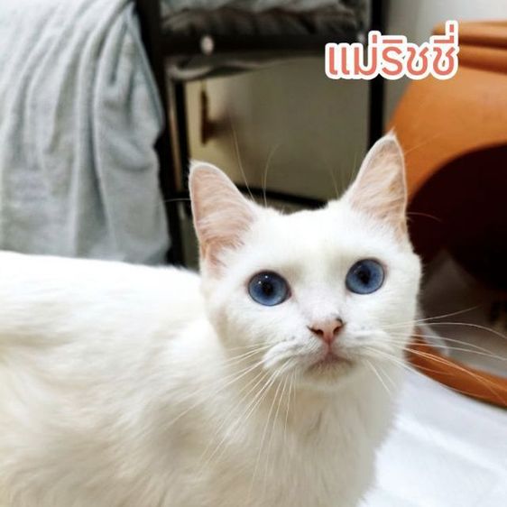 ด.ญ.นมสด สก็อตติช รูปที่ 5