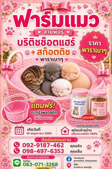 บริติช ชอร์ตแฮร์ (British Shorthair) สก็อตติชบวกบริตติชช็อตเเฮร์หูพับ