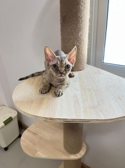Devon Rex ขี้อ้อน รูปที่ 2