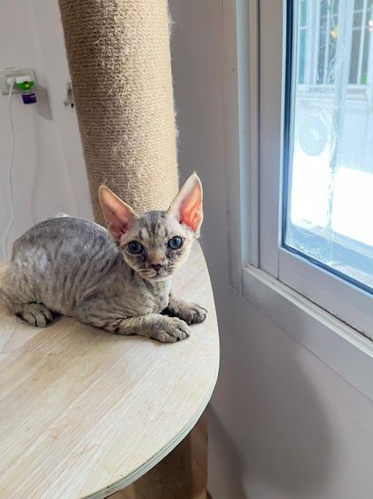 อื่นๆ Devon Rex ขี้อ้อน