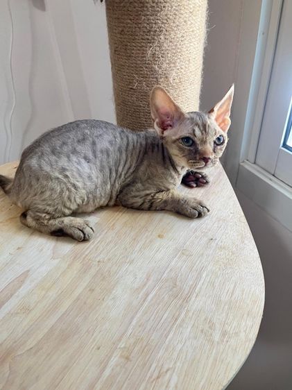 Devon Rex ขี้อ้อน รูปที่ 4