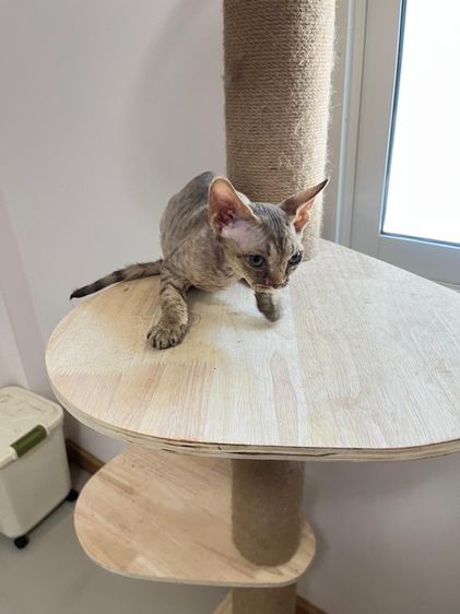 Devon Rex ขี้อ้อน รูปที่ 5
