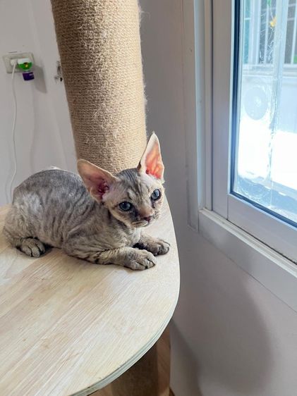 Devon Rex ขี้อ้อน รูปที่ 3