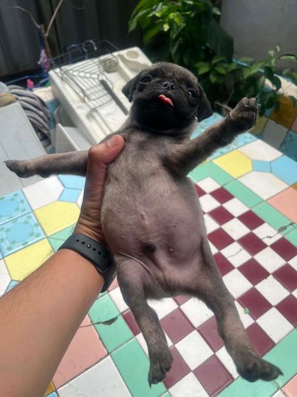 หมาปั๊ก รูปที่ 3