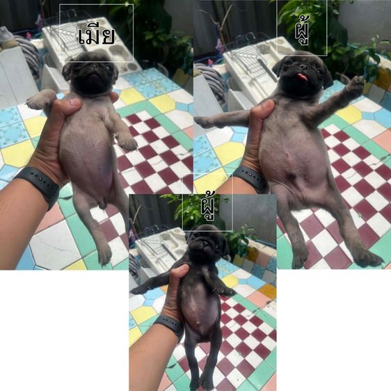 เล็ก ปั๊ก (Pug) หมาปั๊ก