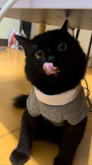 แมว 