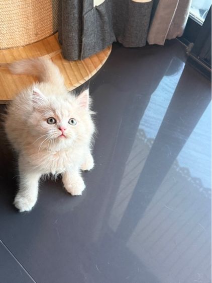 น้องเปอร์เซียผสมบริติช รูปที่ 2