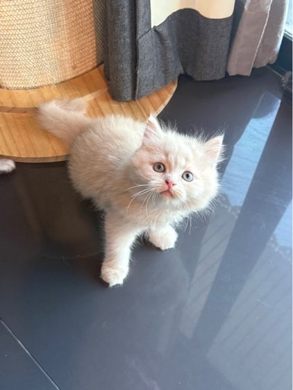 น้องเปอร์เซียผสมบริติช รูปที่ 3