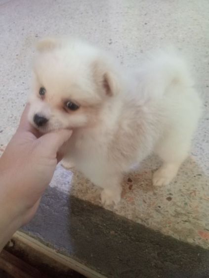 ชิสุ (Shih Tzu) กลาง ชิสุผสม