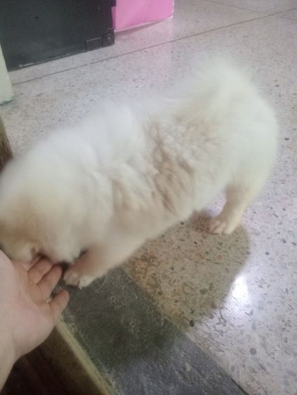 ชิสุ (Shih Tzu) กลาง ชิสุผสม