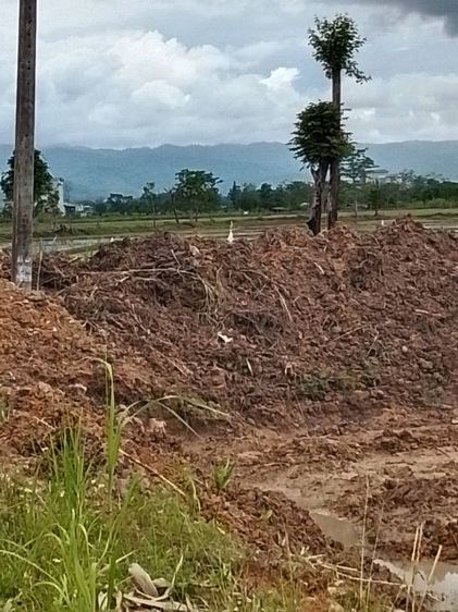 ขายที่ดินเปล่าติดถนนสี่เลนเลี่ยงเมืองฝางสามงานสิบเก้าตารางวาอยู่ตรงข้ามโรงสีสมคิดบ้านหนองตุ้มกำลังขยายถนนที่ดินพร้อมโฉนดโอนได้ทันทีครับผมเสนอขายสองล้านหกต่อรองได้ครับ0887829232