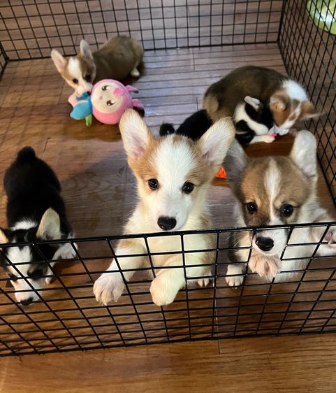 คอร์กี้ (Corgi) กลาง คอร์กี้