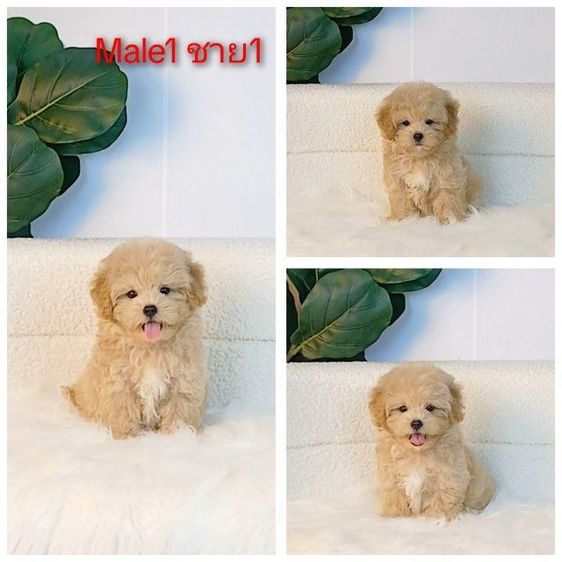 พุดเดิ้ล (Poodle) เล็ก maltipoo มอลติพู เพศผู้ สีน้ำตาลขาว  พร้อมวัคซีน5โรคเข็มแรก ถ่ายพยาธิ ใบรับรองจากสัตว์แพทย์ รับประกันสุขภาพ ส่งได้ทั่วไทย ราคานี้รวมส่งแล้ว
