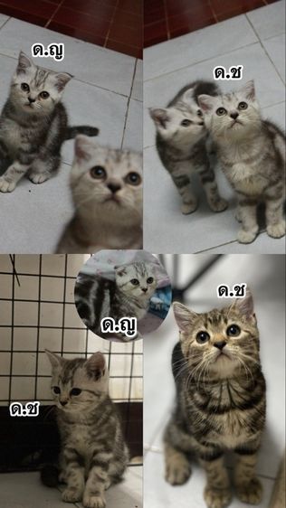 สก็อตติช โฟลด์ (Scottish Fold) สก็อตติชโฟล์ด