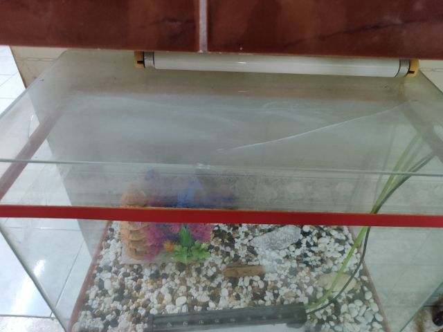 ตู้ปลาครบชุด 20 x 14 x 10 นิ้ว (กว้าง x ยาว x สูง) 