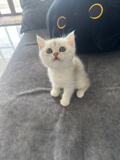 บริติช ชอร์ตแฮร์ (British Shorthair) ลูกแมว บริติช