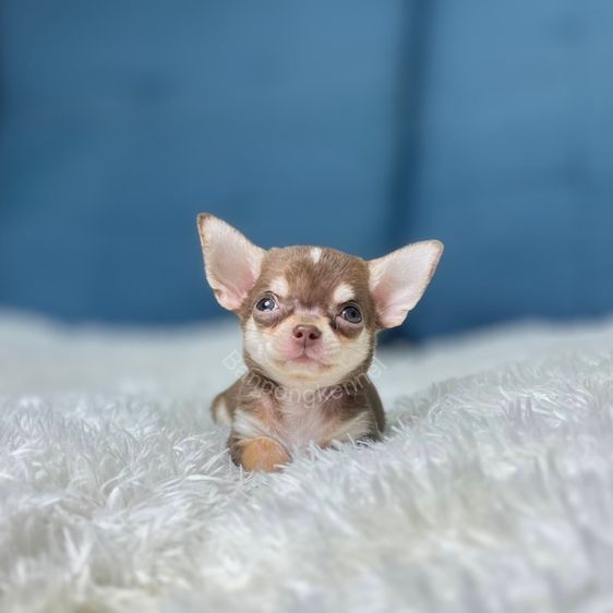 ชิวาวา (Chihuahua) เล็ก ลูกชิวาวาขนสุ้้น