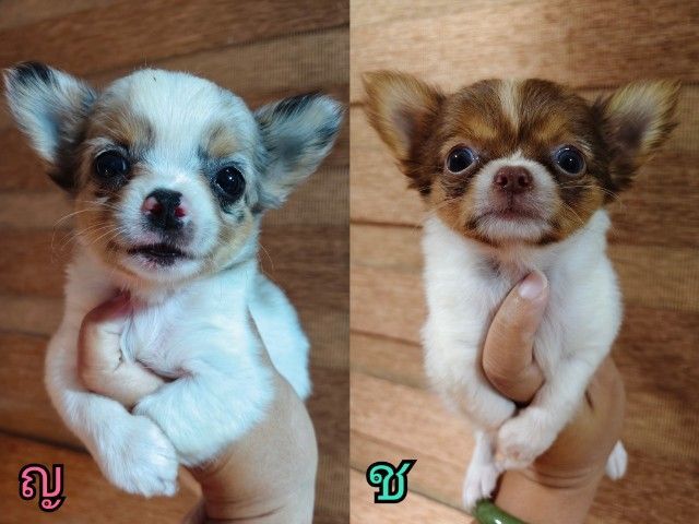 ชิวาวา (Chihuahua) เล็ก ชิวาว่าแท้