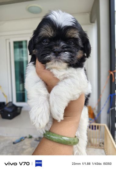 ชิสุ (Shih Tzu) กลาง ชิสุแท้