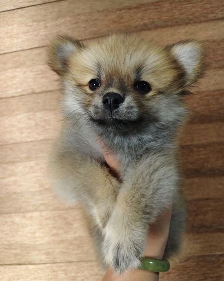 ปอมเมอเรเนียน (Pomeranian) เล็ก ปอมเมอเรเนียน
