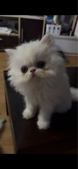 เปอร์เซีย (Persian) แมวเปอร์เซีย