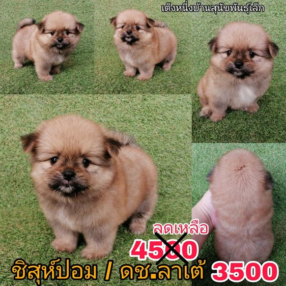 ชิสุห์ผสมปอม ชิสุห์ผสมชิวาว่า เกรดสวย จัดโปรทุกตัว แอดไลน์มาได้เลย รูปที่ 2