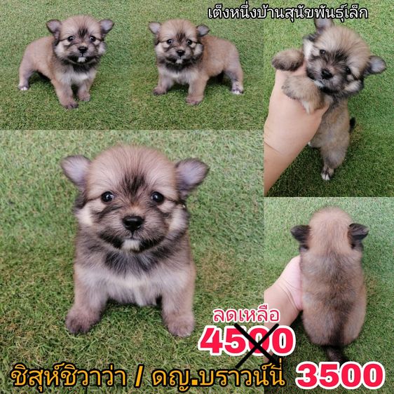 ชิสุห์ผสมปอม ชิสุห์ผสมชิวาว่า เกรดสวย จัดโปรทุกตัว แอดไลน์มาได้เลย รูปที่ 5