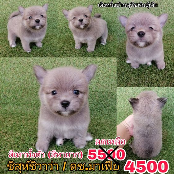 ชิสุห์ผสมปอม ชิสุห์ผสมชิวาว่า เกรดสวย จัดโปรทุกตัว แอดไลน์มาได้เลย รูปที่ 4