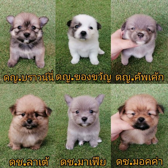 ชิสุห์ผสมปอม ชิสุห์ผสมชิวาว่า เกรดสวย จัดโปรทุกตัว แอดไลน์มาได้เลย
