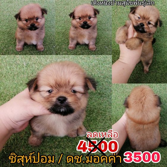 ชิสุห์ผสมปอม ชิสุห์ผสมชิวาว่า เกรดสวย จัดโปรทุกตัว แอดไลน์มาได้เลย รูปที่ 3