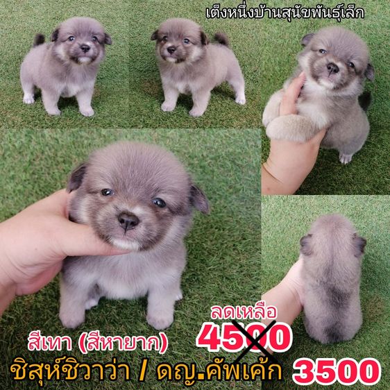ชิสุห์ผสมปอม ชิสุห์ผสมชิวาว่า เกรดสวย จัดโปรทุกตัว แอดไลน์มาได้เลย รูปที่ 6