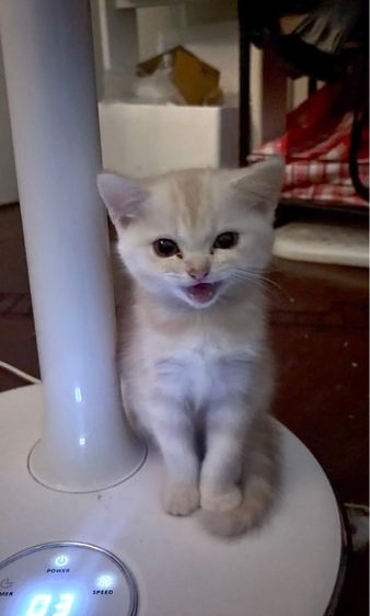 สก็อตติช โฟลด์ (Scottish Fold) แมวสก็อตติชผสมเปอร์เซีย ญ