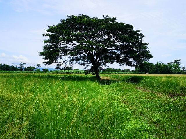 ที่ดินราคาถูก อ.ภูเขียว จ. ชัยภูมิ