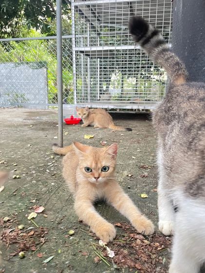 บริติช ชอร์ตแฮร์ (British Shorthair) แมวฟรี บริทิชช็อตแฮร์